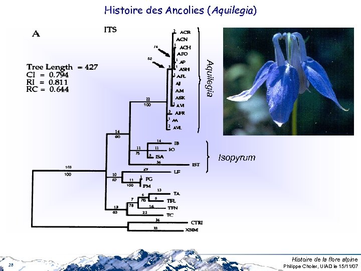 Histoire des Ancolies (Aquilegia) Aquilegia Isopyrum 28 Histoire de la flore alpine Philippe Choler,