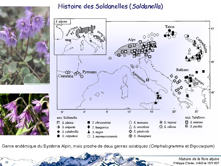 Histoire des Soldanelles (Soldanella) Genre endémique du Système Alpin, mais proche de deux genres