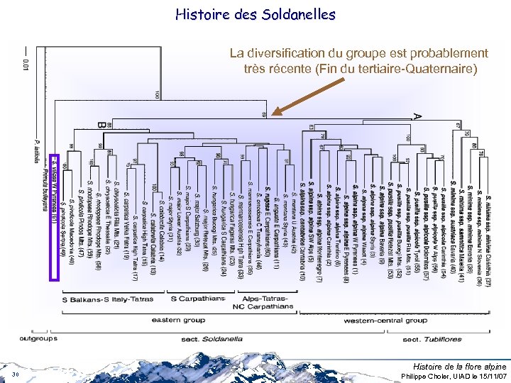 Histoire des Soldanelles La diversification du groupe est probablement très récente (Fin du tertiaire-Quaternaire)