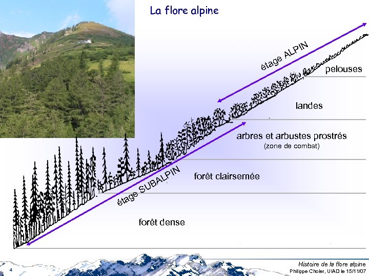 La flore alpine IN P AL e tag é pelouses landes arbres et arbustes