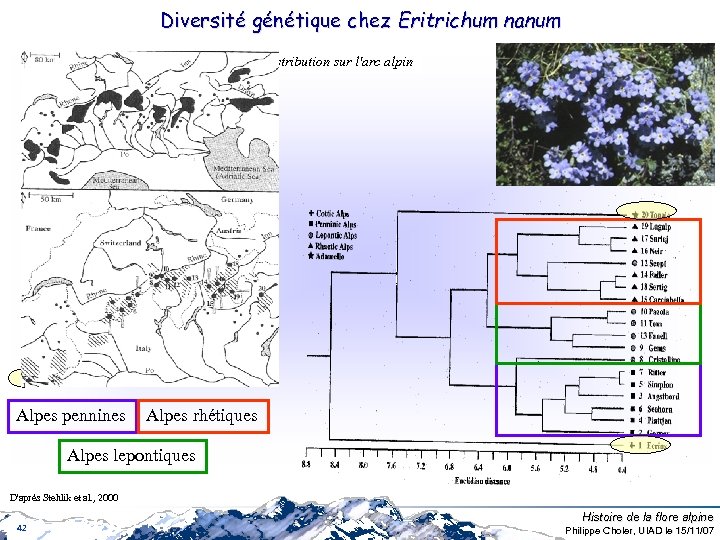 Diversité génétique chez Eritrichum nanum Distribution sur l'arc alpin Alpes pennines Alpes rhétiques Alpes
