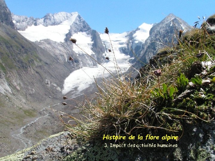 Histoire de la flore alpine 3. Impact des activités humaines 