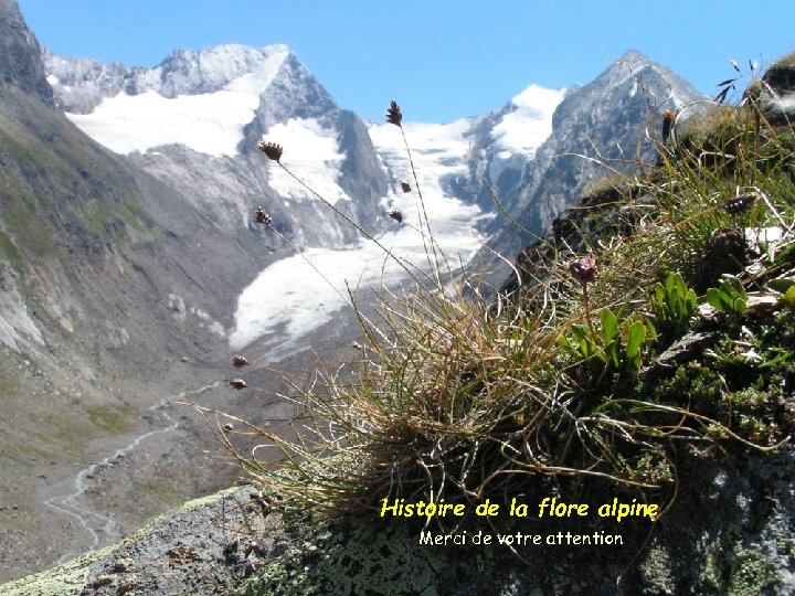Histoire de la flore alpine Merci de votre attention 