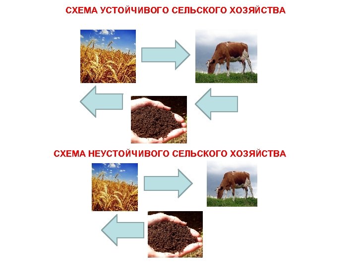 СХЕМА УСТОЙЧИВОГО СЕЛЬСКОГО ХОЗЯЙСТВА СХЕМА НЕУСТОЙЧИВОГО СЕЛЬСКОГО ХОЗЯЙСТВА 