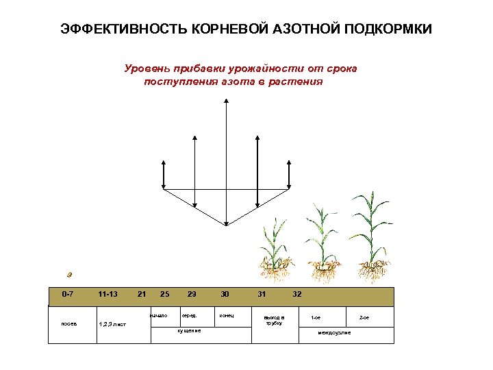 ЭФФЕКТИВНОСТЬ КОРНЕВОЙ АЗОТНОЙ ПОДКОРМКИ Уровень прибавки урожайности от срока поступления азота в растения 0