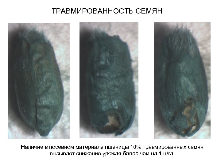 ТРАВМИРОВАННОСТЬ СЕМЯН Наличие в посевном материале пшеницы 10% травмированных семян вызывает снижение урожая более
