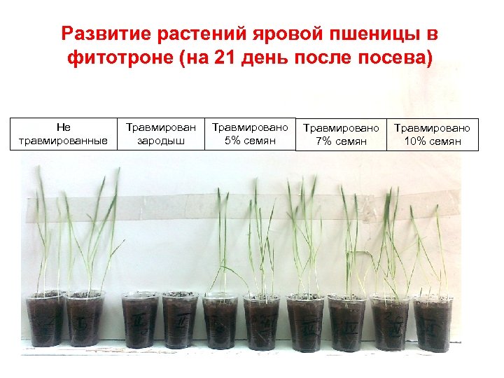 Развитие растений яровой пшеницы в фитотроне (на 21 день после посева) Не травмированные Травмирован