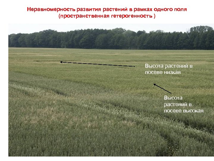 Неравномерность развития растений в рамках одного поля (пространственная гетерогенность ) Высота растений в посеве