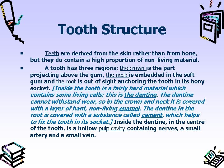 Tooth Structure Teeth are derived from the skin rather than from bone, but they