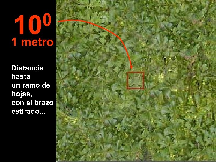 0 10 1 metro Distancia hasta un ramo de hojas, con el brazo estirado.