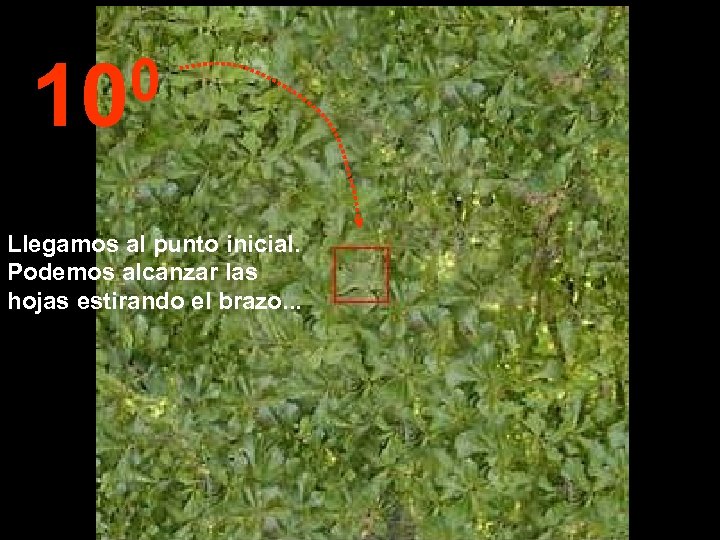 0 10 Llegamos al punto inicial. Podemos alcanzar las hojas estirando el brazo. .