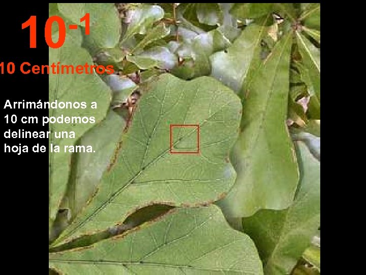 -1 10 10 Centímetros Arrimándonos a 10 cm podemos delinear una hoja de la