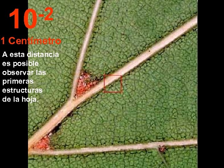 -2 10 1 Centímetro A esta distancia es posible observar las primeras estructuras de