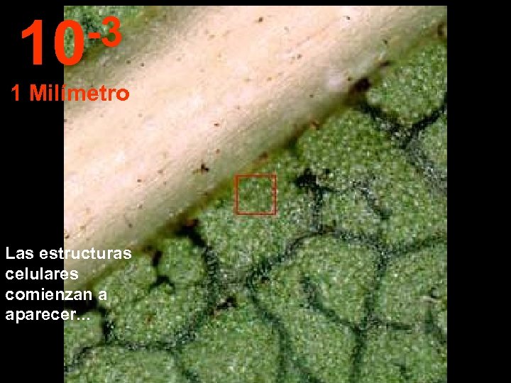 -3 10 1 Milímetro Las estructuras celulares comienzan a aparecer. . . 