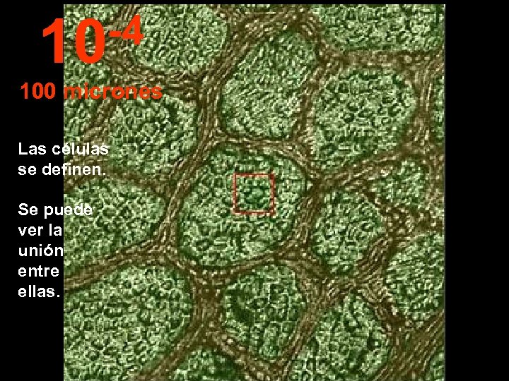 -4 10 100 micrones Las células se definen. Se puede ver la unión entre