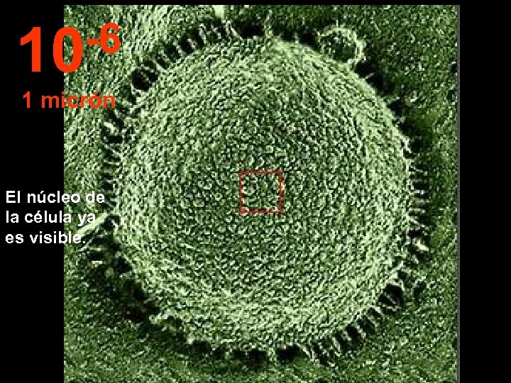 -6 10 1 micrón El núcleo de la célula ya es visible. 