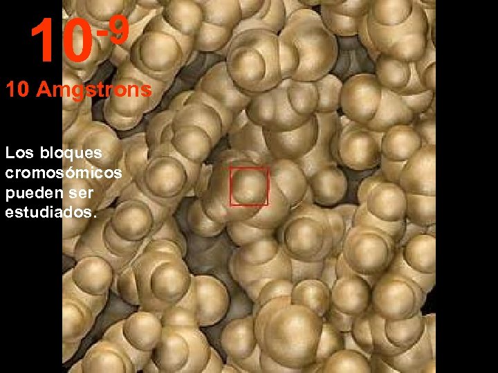 -9 10 10 Amgstrons Los bloques cromosómicos pueden ser estudiados. 