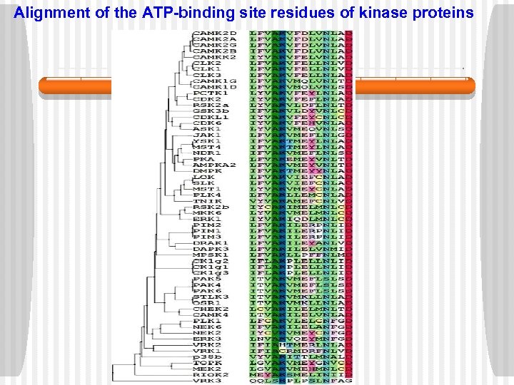 Alignment of the ATP-binding site residues of kinase proteins 