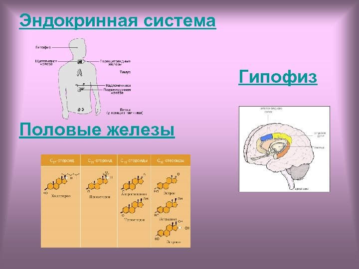 Эндокринная система Гипофиз Половые железы 
