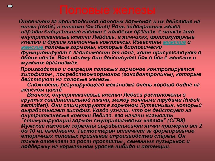 Половые железы Отвечают за производство половых гормонов и их действие на яички (testis) и