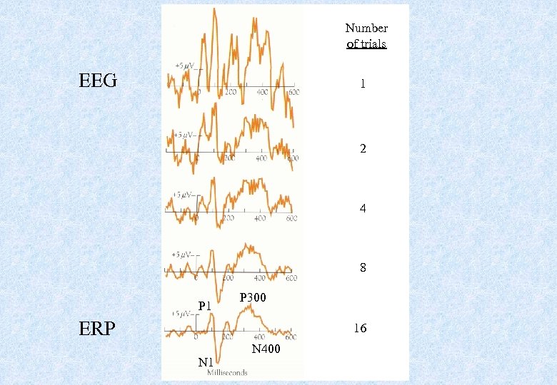 Number of trials EEG 1 2 4 8 P 1 P 300 ERP 16