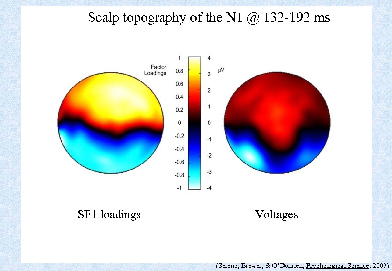 Scalp topography of the N 1 @ 132 -192 ms SF 1 loadings Voltages