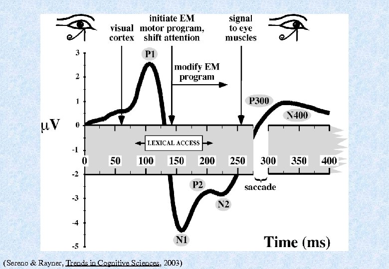 (Sereno & Rayner, Trends in Cognitive Sciences, 2003) 