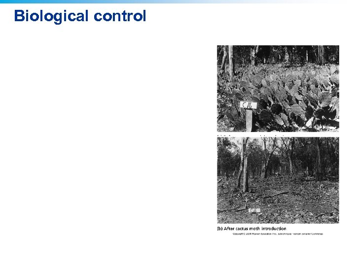 Biological control 