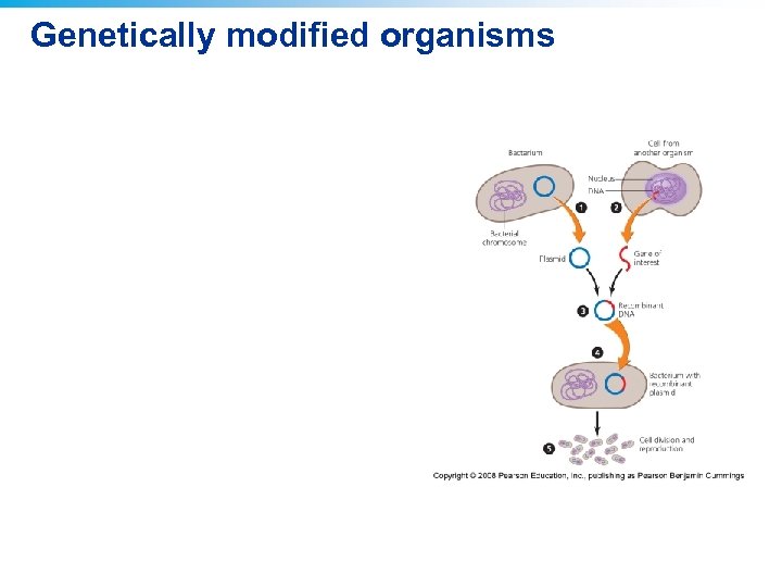 Genetically modified organisms 