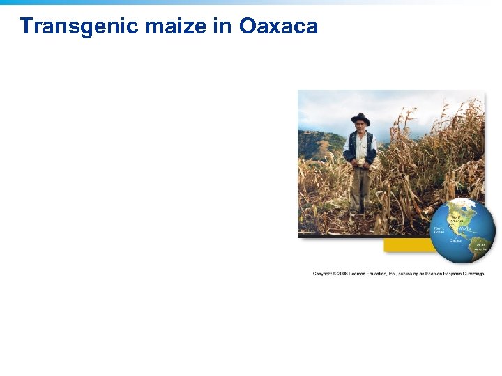Transgenic maize in Oaxaca 