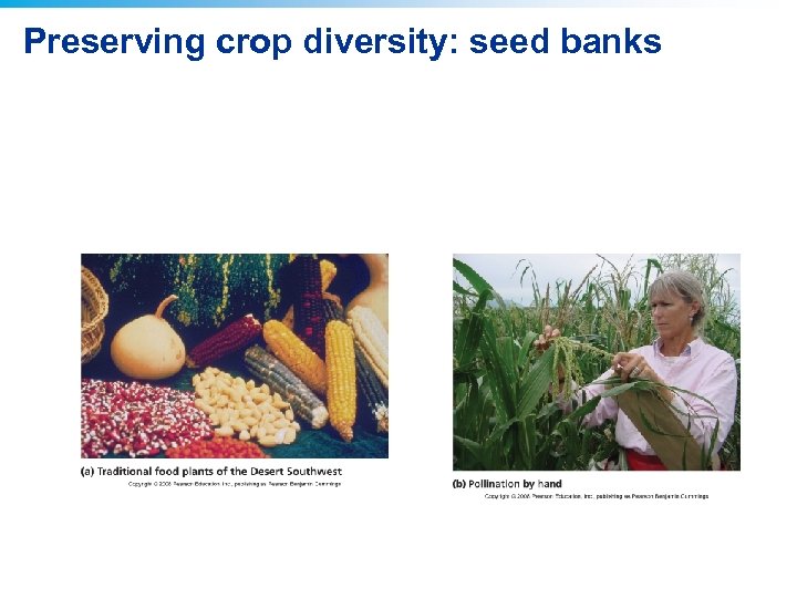 Preserving crop diversity: seed banks 