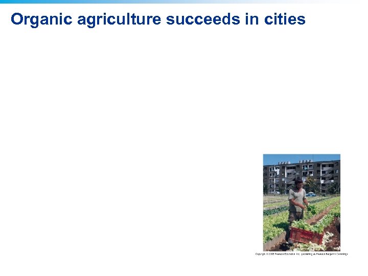 Organic agriculture succeeds in cities 