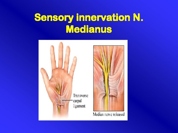 Sensory innervation N. Medianus 