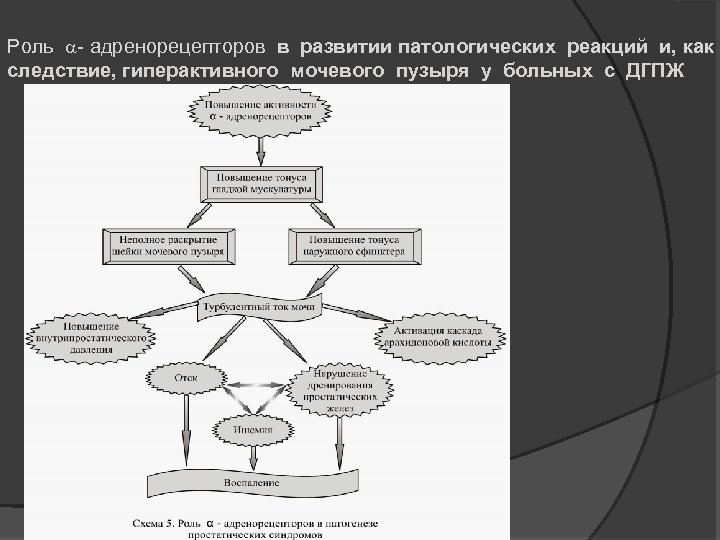 Роль - адренорецепторов в развитии патологических реакций и, как следствие, гиперактивного мочевого пузыря у