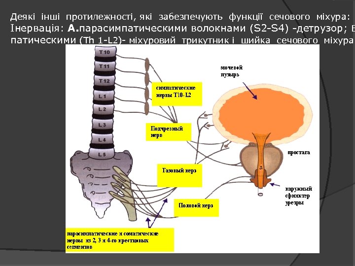 Деякі інші протилежності, які забезпечують функції сечового міхура: Інервація: А. парасимпатическими волокнами (S 2