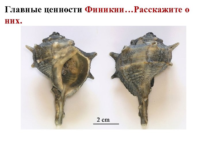 Главные ценности Финикии…Расскажите о них. 