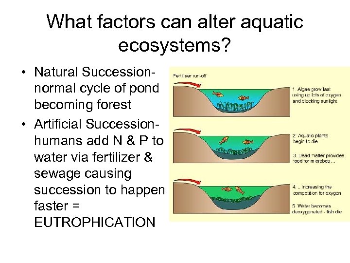 What factors can alter aquatic ecosystems? • Natural Successionnormal cycle of pond becoming forest
