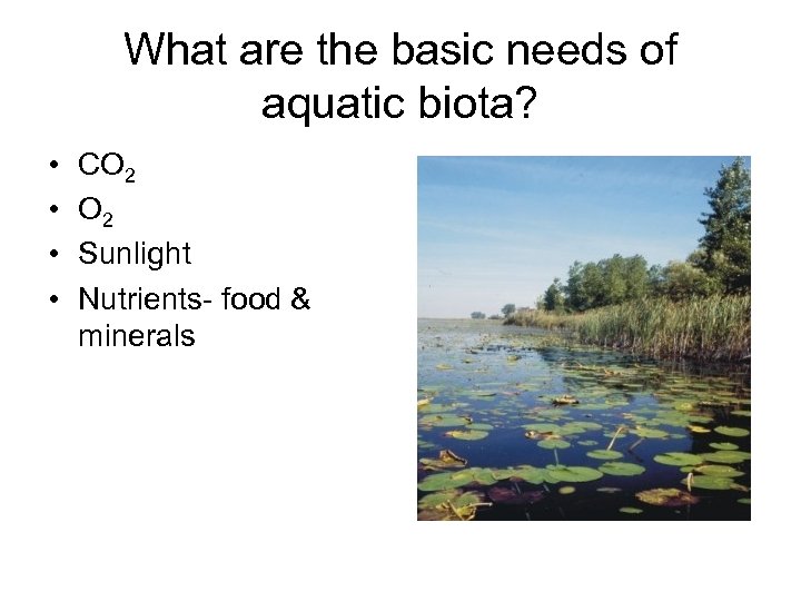 What are the basic needs of aquatic biota? • • CO 2 Sunlight Nutrients-