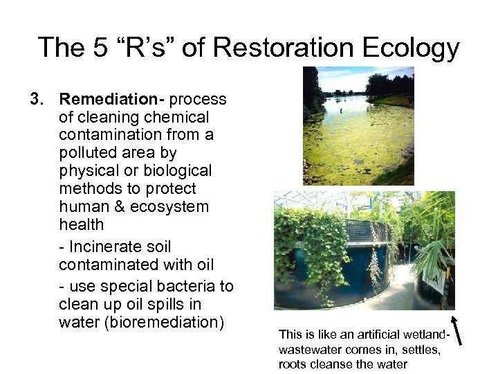 The 5 “R’s” of Restoration Ecology 3. Remediation- process of cleaning chemical contamination from