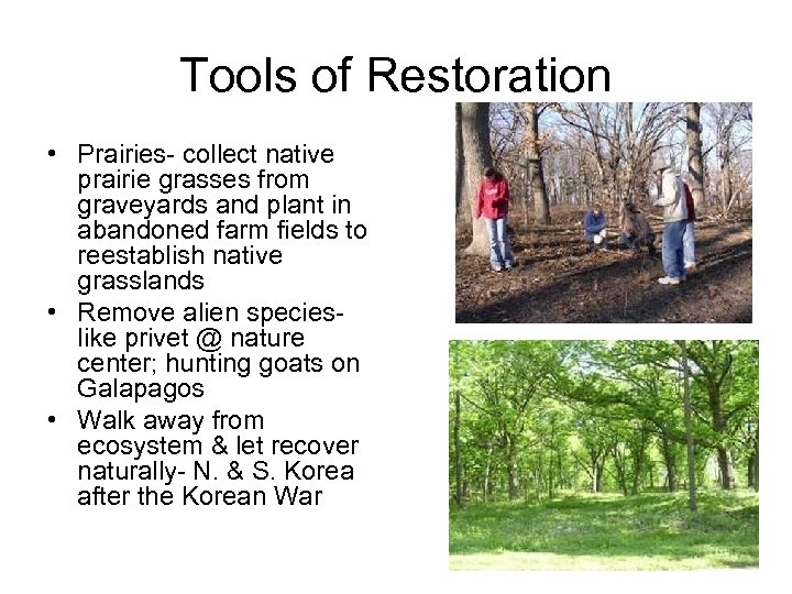 Tools of Restoration • Prairies- collect native prairie grasses from graveyards and plant in