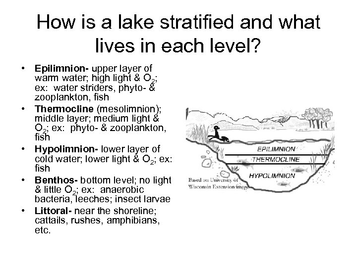 How is a lake stratified and what lives in each level? • Epilimnion- upper