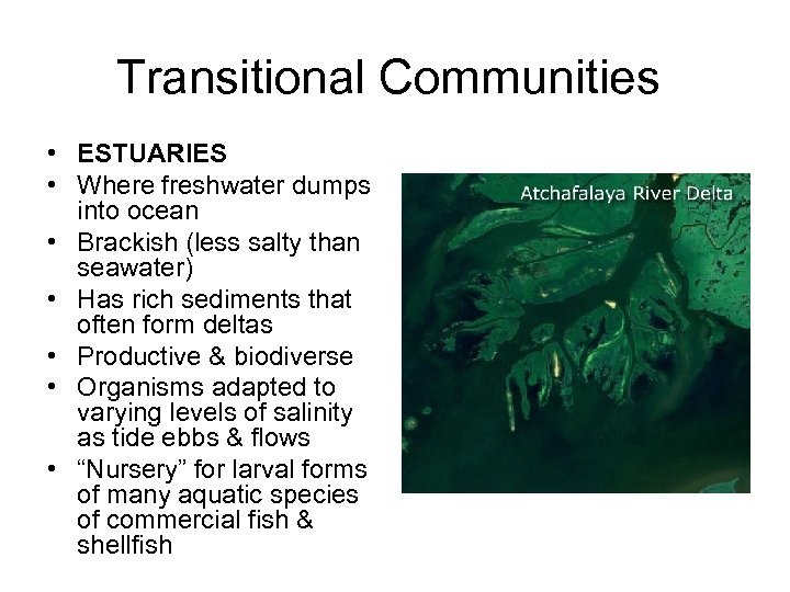Transitional Communities • ESTUARIES • Where freshwater dumps into ocean • Brackish (less salty