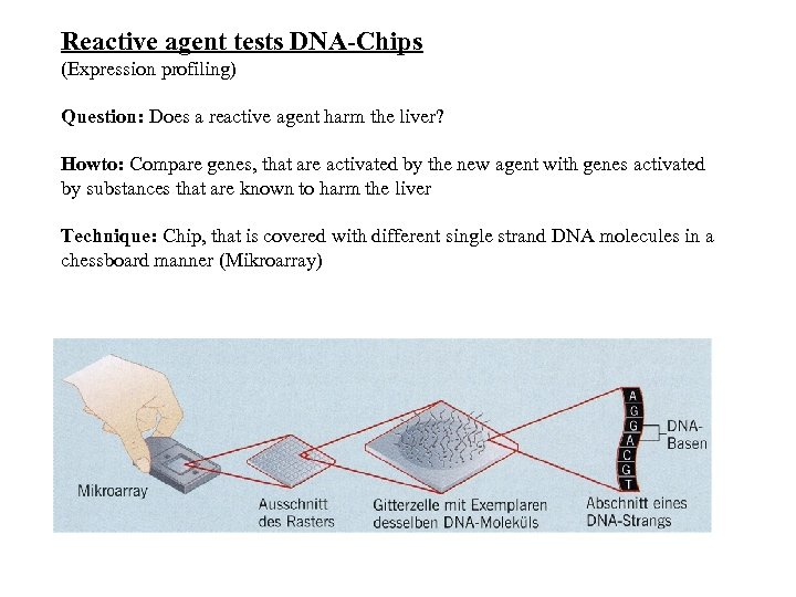 Reactive agent tests DNA-Chips (Expression profiling) Question: Does a reactive agent harm the liver?