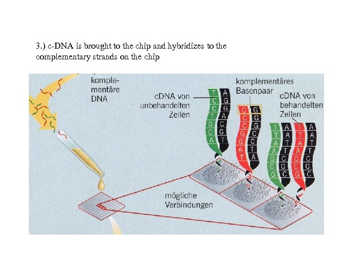 3. ) c-DNA is brought to the chip and hybridizes to the complementary strands