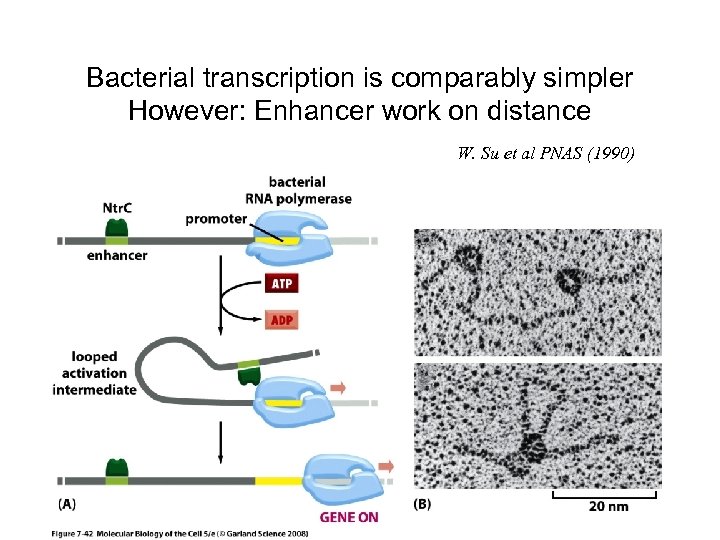 Bacterial transcription is comparably simpler However: Enhancer work on distance W. Su et al