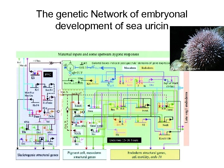 The genetic Network of embryonal development of sea uricin 