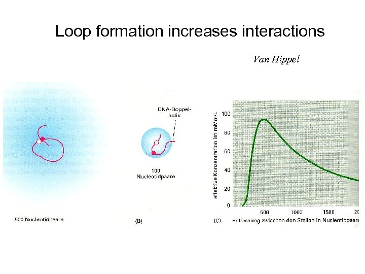 Loop formation increases interactions Van Hippel 