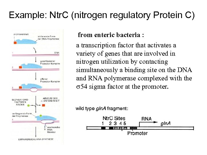 Example: Ntr. C (nitrogen regulatory Protein C) from enteric bacteria : a transcription factor