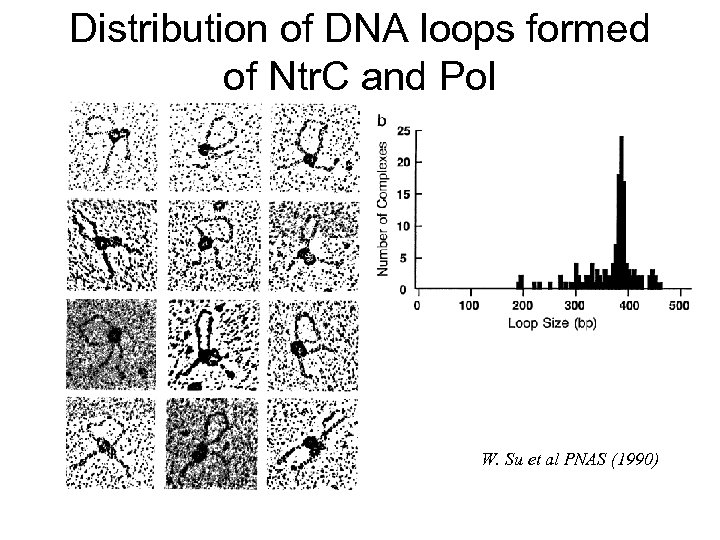 Distribution of DNA loops formed of Ntr. C and Pol W. Su et al