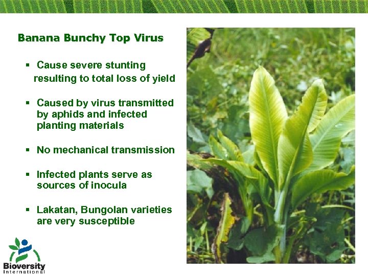 Banana Bunchy Top Virus § Cause severe stunting resulting to total loss of yield
